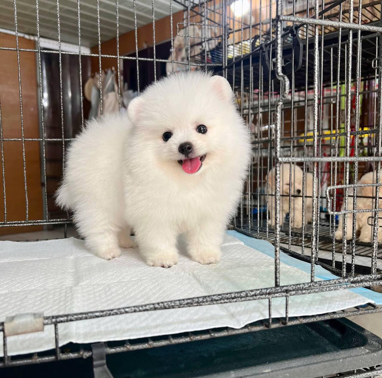 Toy Pom angle 5